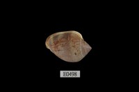 藏品(鼬耳螺)的圖片